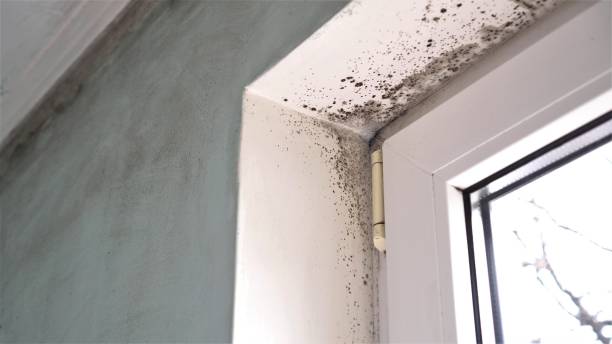 Mold Remediation for Vacation Homes in Lewisburg, OH