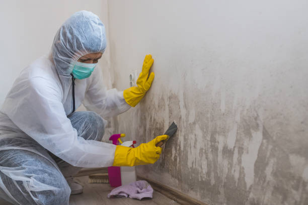 Lewisburg, OH Mold Inspection, Removal & Remediation Company